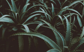 Oczyść organizm i poczuj się lepiej