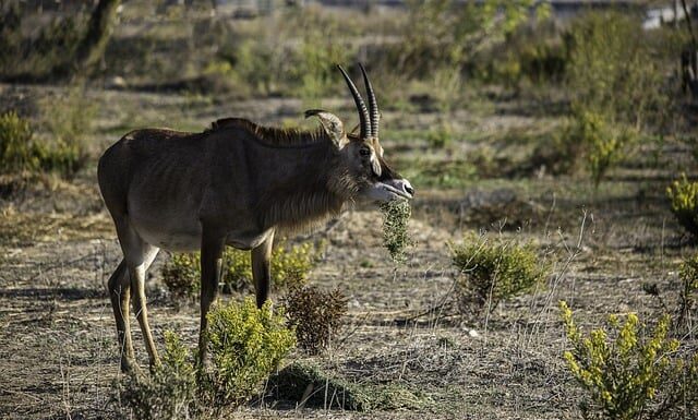 Jakie haczyki do Ronnie Rig? Jakie haczyki do Ronnie Rig?