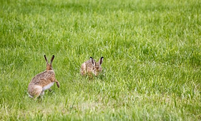 Gdzie można kupić lampę naftową?