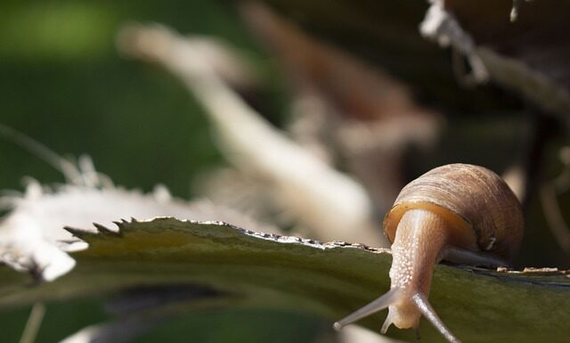 Jak przeciągnąć pancerz przez ramę? Jak przeciągnąć pancerz przez ramę?