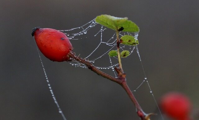 Czy maczugi są zdrowe?