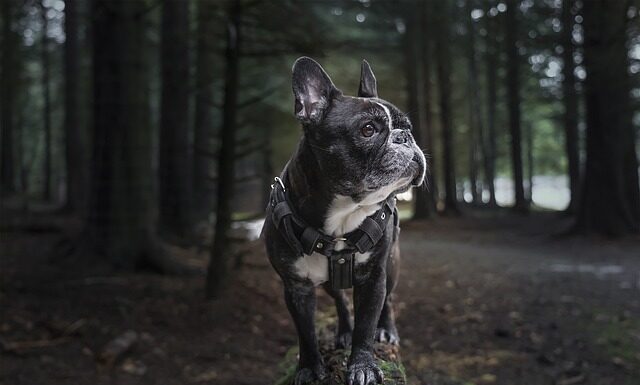 Jaka uprząż na via ferraty?