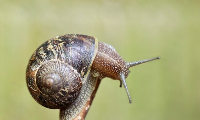 Do czego służy czujnik kadencji?