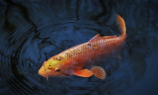 Gdzie postawić zestaw na karpia? Gdzie postawić zestaw na karpia?