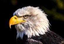 Ile km ma orła perć? Ile km ma orła perć?