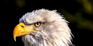 Ile km ma orła perć?