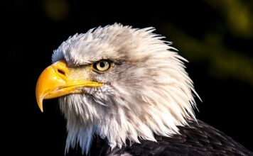 Ile km ma orła perć? Ile km ma orła perć?