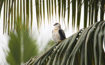 Kto wymyślił latawiec? Kto wymyślił latawiec?