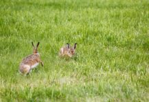 Czy warto kupić lampę naftową?