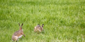 Czy warto kupić lampę naftową?