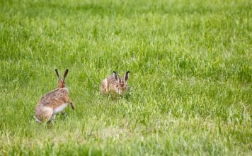 Czy warto kupić lampę naftową?