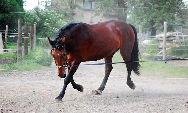 Jak połączyć lonżę z uprzężą? Jak połączyć lonżę z uprzężą?