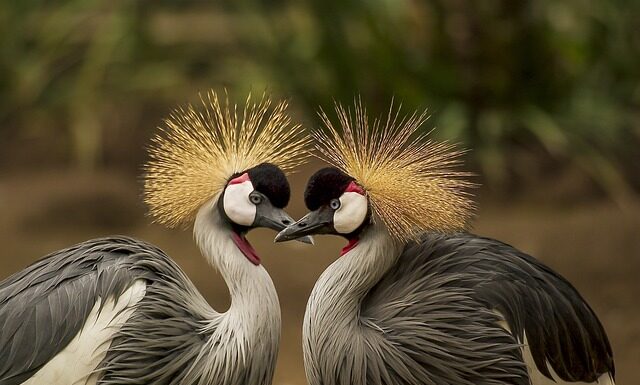 Co lepsze puch czy pierze w kurtce?