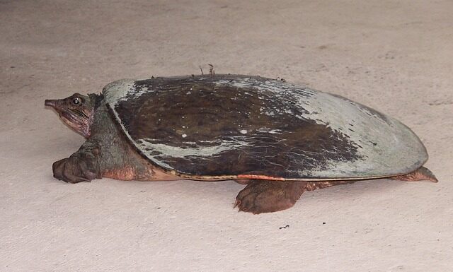 Czy softshell grzeje? Czy softshell grzeje?