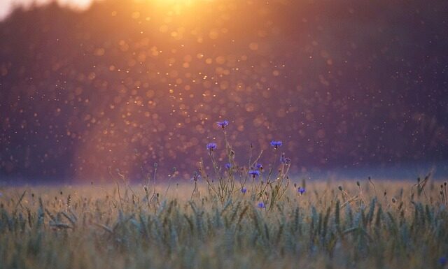 Czy Komoot jest za darmo?