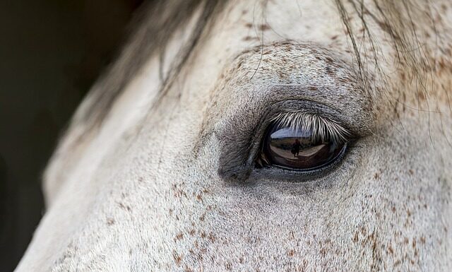 W czym jeździć konno latem? W czym jeździć konno latem?
