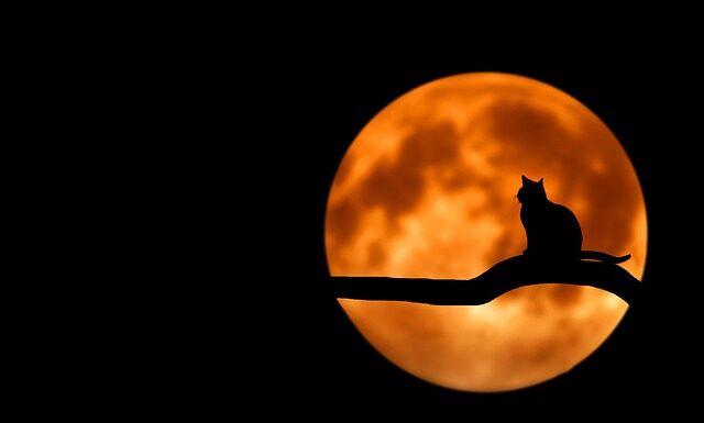 Co jest potrzebne do domowej siłowni?