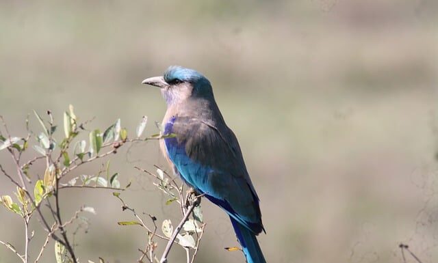 Czy przy łożysku przodującym trzeba leżeć?