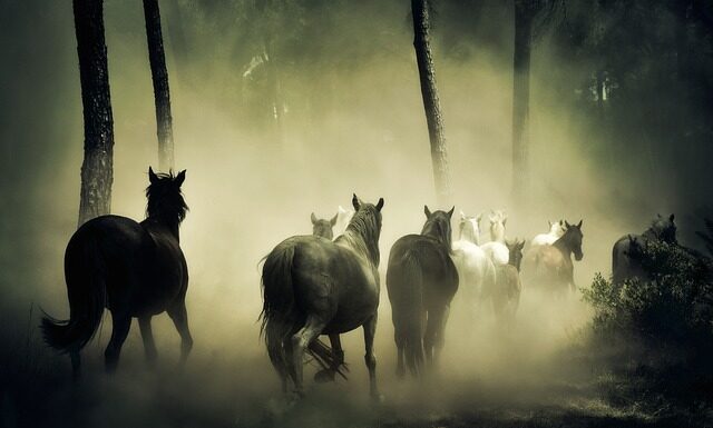 Czy konie przywiązują się do człowieka?
