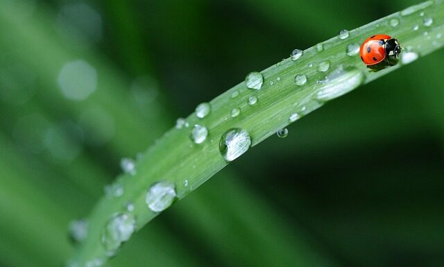 Czy maczugi są w Biedronce?