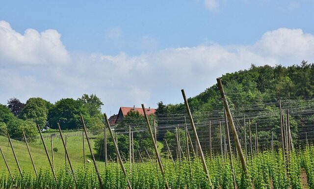 Jak szeroko trzymać sztangę? Jak szeroko trzymać sztangę?