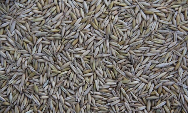 Kto produkuje groty?