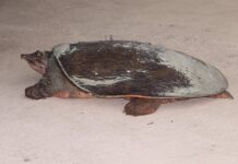 Czym się różni softshell od kurtki?