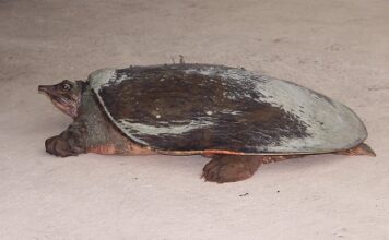 Czym się różni softshell od kurtki? Czym się różni softshell od kurtki?