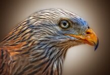 Jak poskładać latawiec?