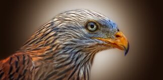 Jak poskładać latawiec?