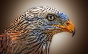 Jak poskładać latawiec? Jak poskładać latawiec?