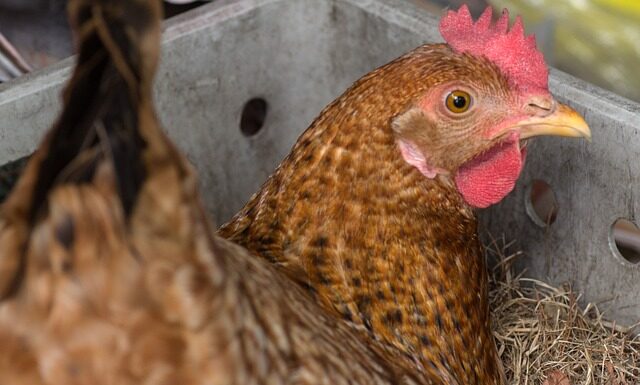 Czy Lays prosto z pieca są zdrowsze?