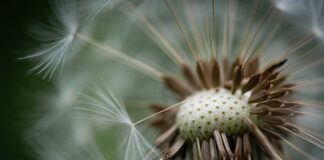 Czy puchowe kurtki są ciepłe?